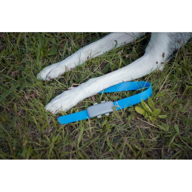 Lokalizator dla psa i kota notiOne GPS pet PLUS