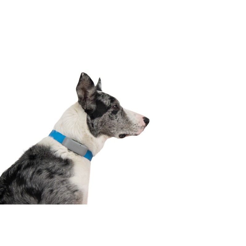 Lokalizator dla psa i kota notiOne GPS pet PLUS