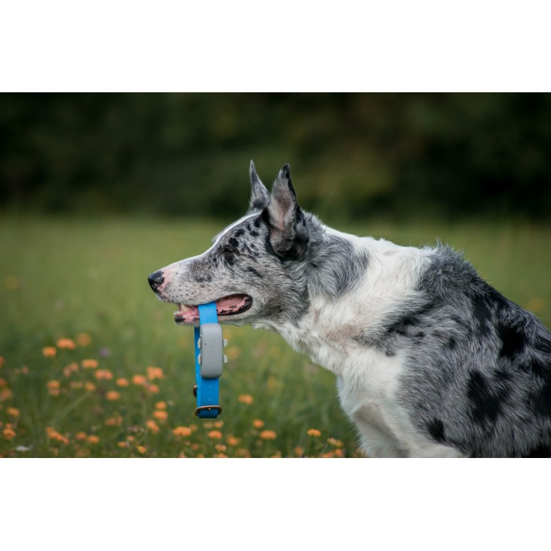 Lokalizator dla psa i kota notiOne GPS pet PLUS