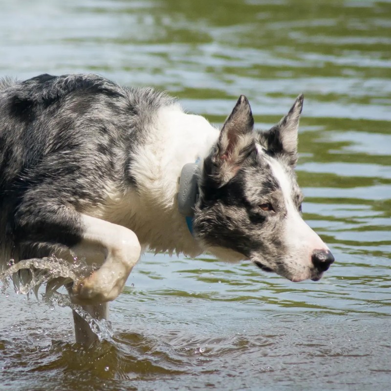 Lokalizator dla psa i kota notiOne GPS pet PLUS